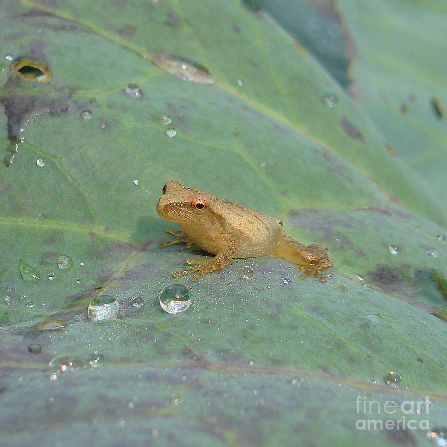 Garden Frog 3 Photograph by Amy E Fraser