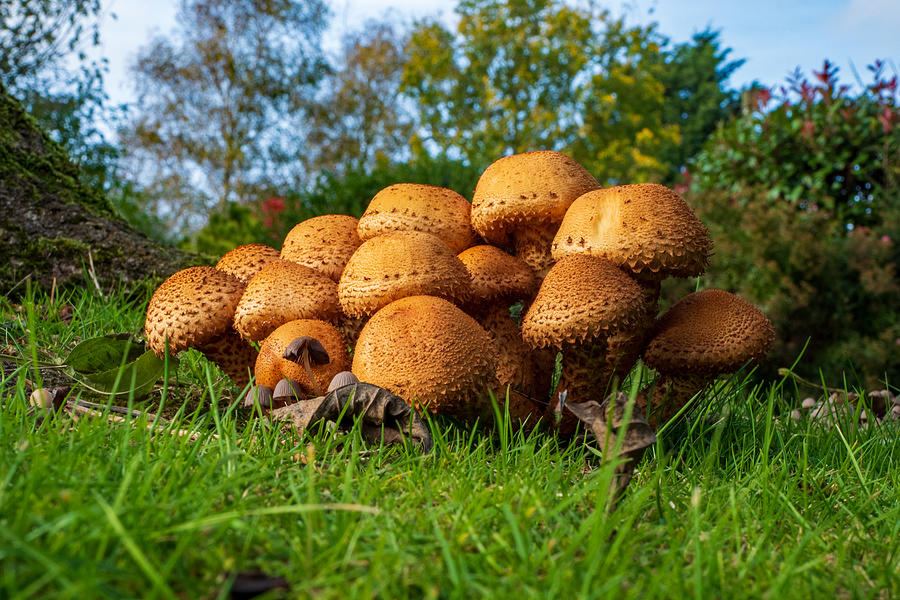Macro Photograph - Garden Fungi by Elaine Henshaw