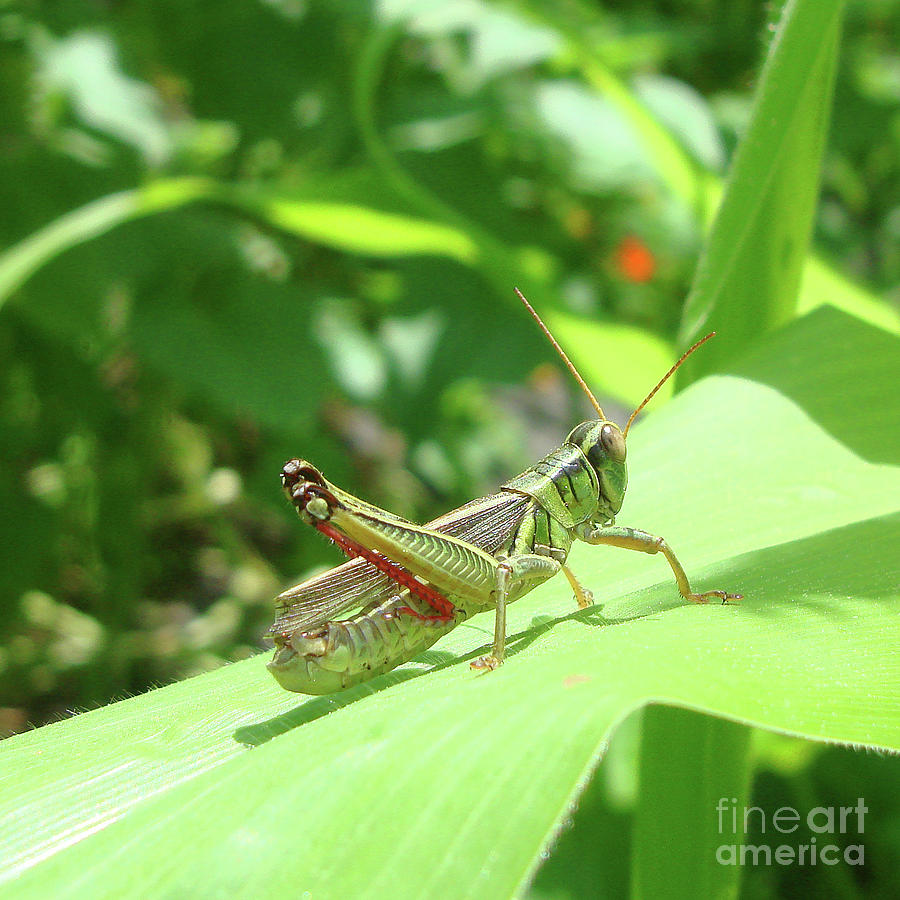 Garden Grasshopper 1 Photograph by Amy E Fraser