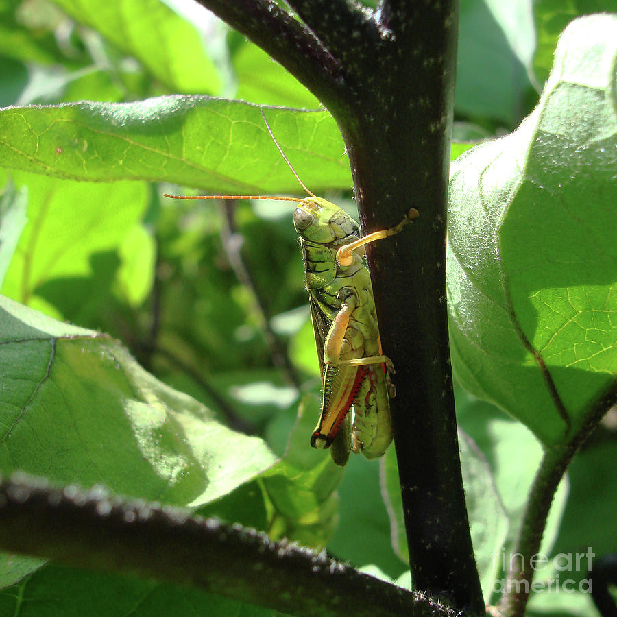 Garden Grasshopper 2 Photograph by Amy E Fraser