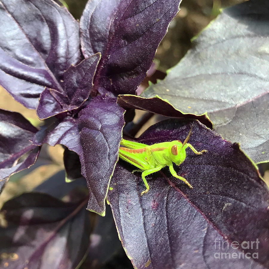 Garden Grasshopper 3 Photograph by Amy E Fraser