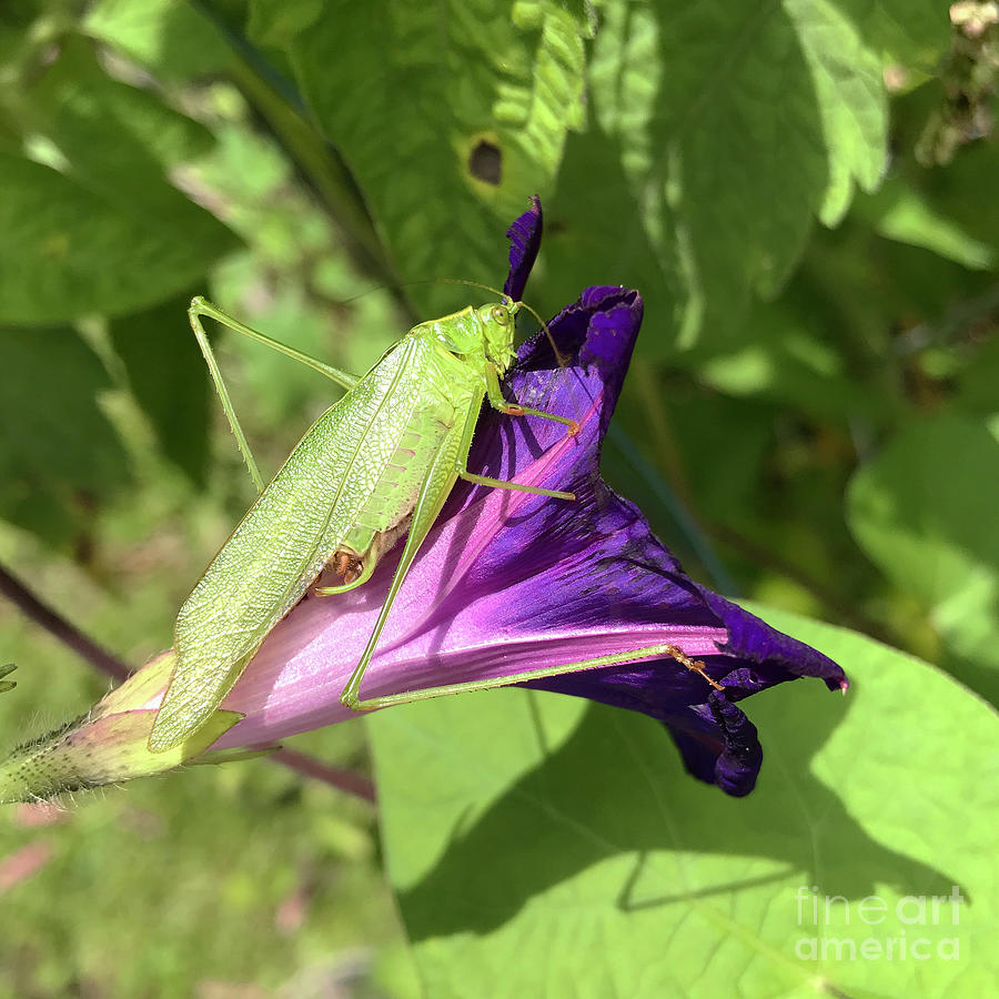Garden Grasshopper 4 Photograph by Amy E Fraser