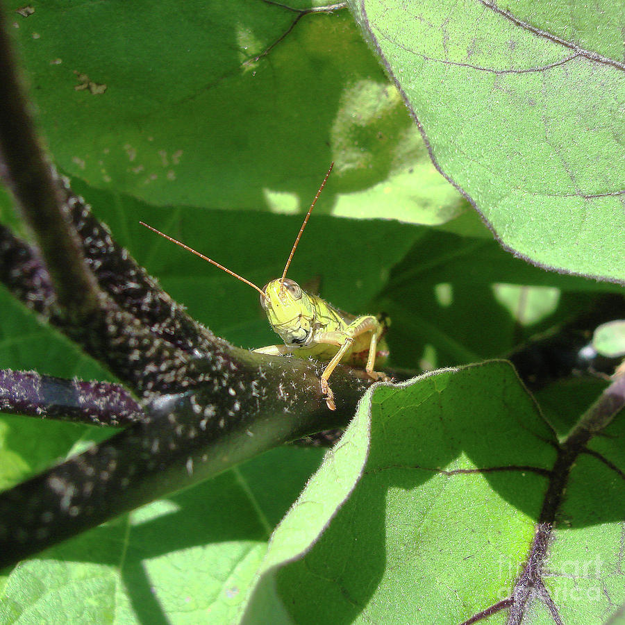 Garden Grasshopper 5 Photograph by Amy E Fraser