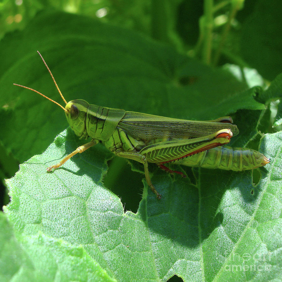 Garden Grasshopper 6 Photograph by Amy E Fraser