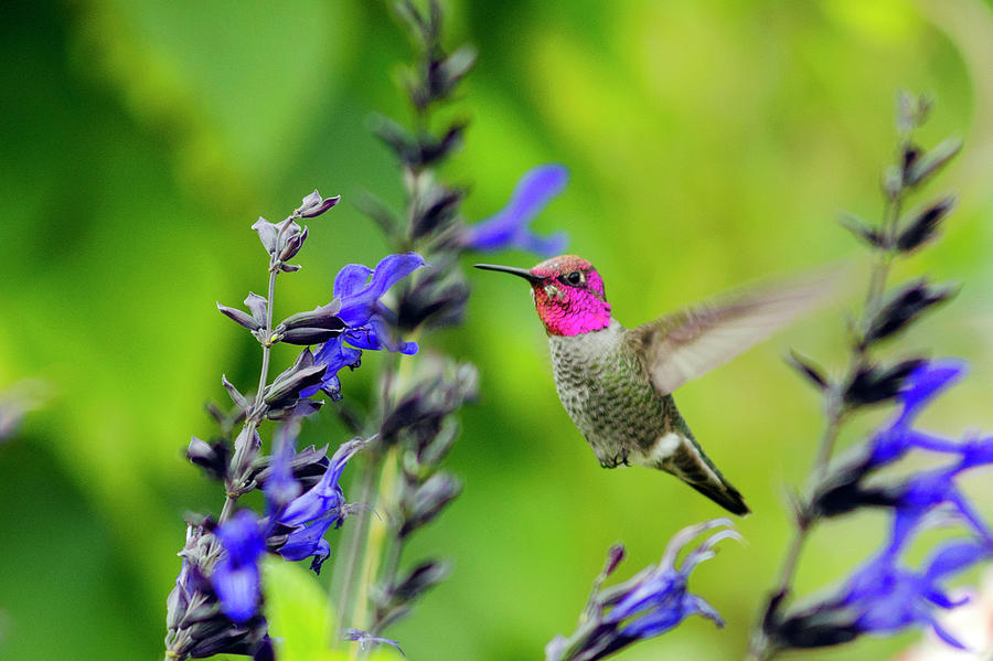 Garden Hummingbird Photograph by Kristine Anderson