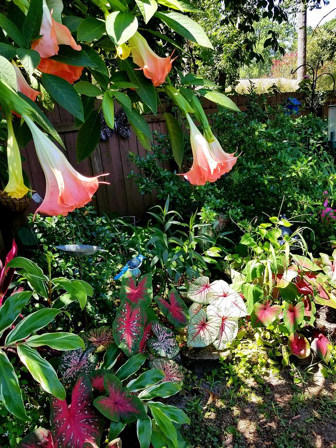 Garden III Photograph by Joe Roache Garden III Photograph by Joe Roache