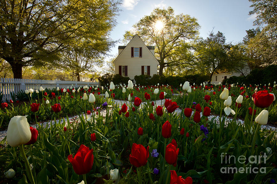 Garden in the Spring by Rachel Morrison Garden in the Spring by Rachel Morrison