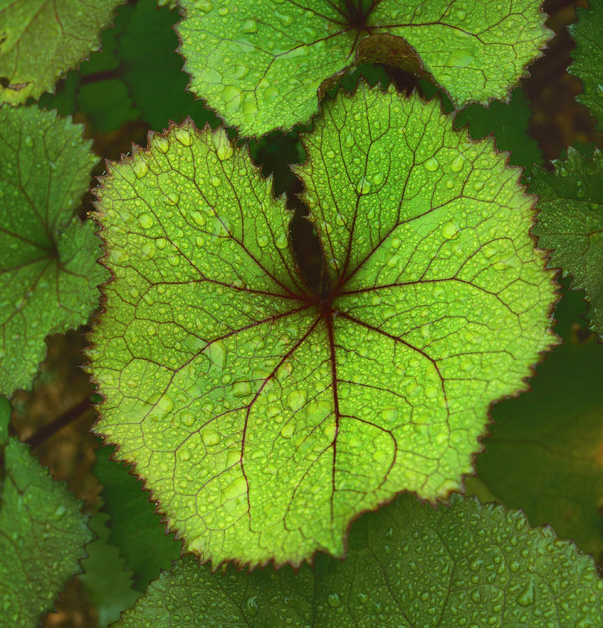 Garden Leaf W Morning Dew Photograph by Richard Felber