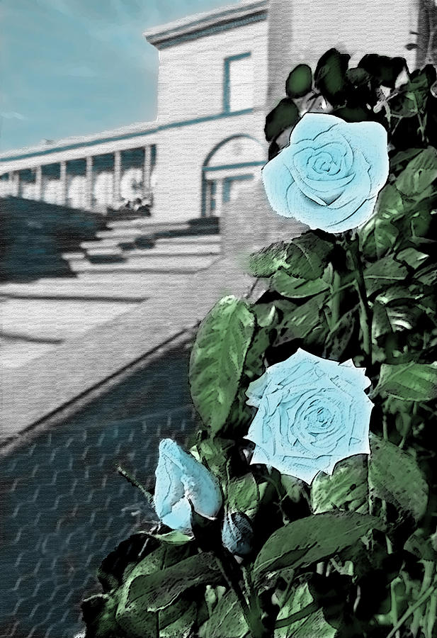 Garden Of Blue Roses Photograph by Sandi OReilly