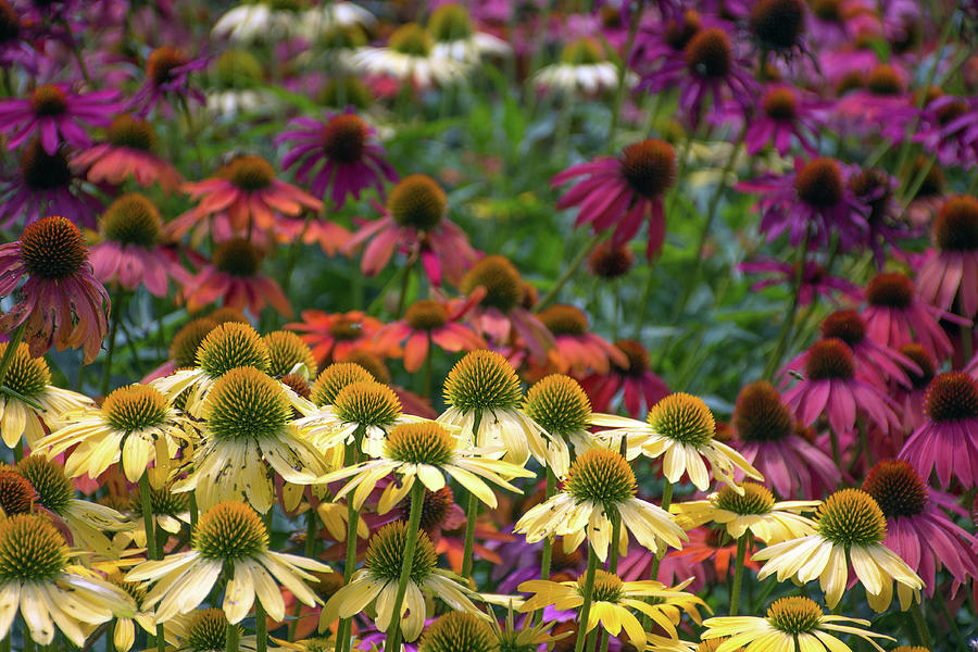 Garden of Cone Flowers Photograph by Cheryl Dumoulin - Fine Art America