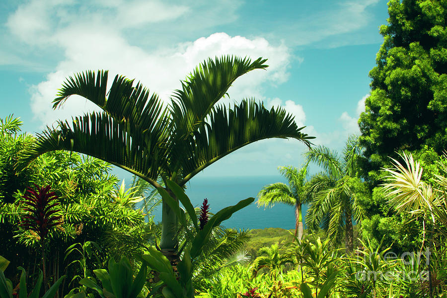 Garden of Eden Tropical Paradise Puohokamoa Maui Hawaii by Sharon Mau Garden of Eden Tropical Paradise Puohokamoa Maui Hawaii by Sharon Mau
