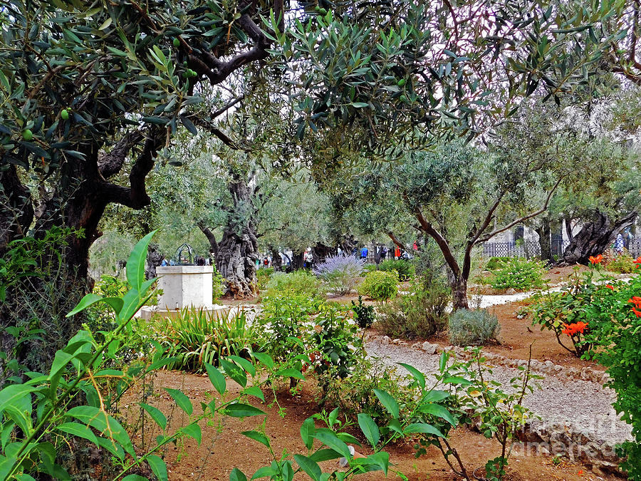 Easter Photograph - Garden of Gethsemane by Lydia Holly