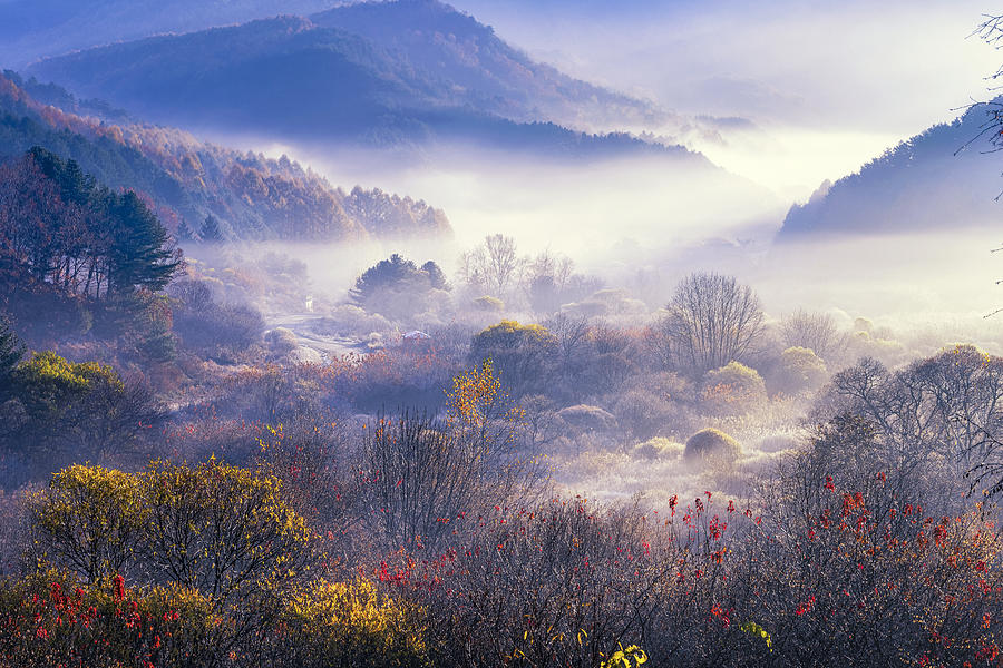 Tree Photograph - Garden Of Mountain Top by Tiger Seo