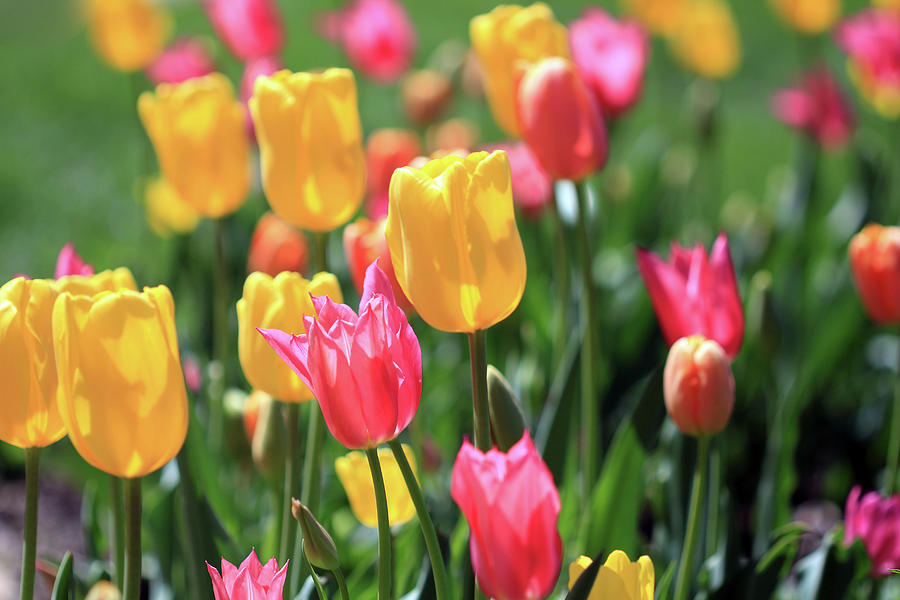 Garden of Yellow and Pink Tulips Photograph by Angela Murdock