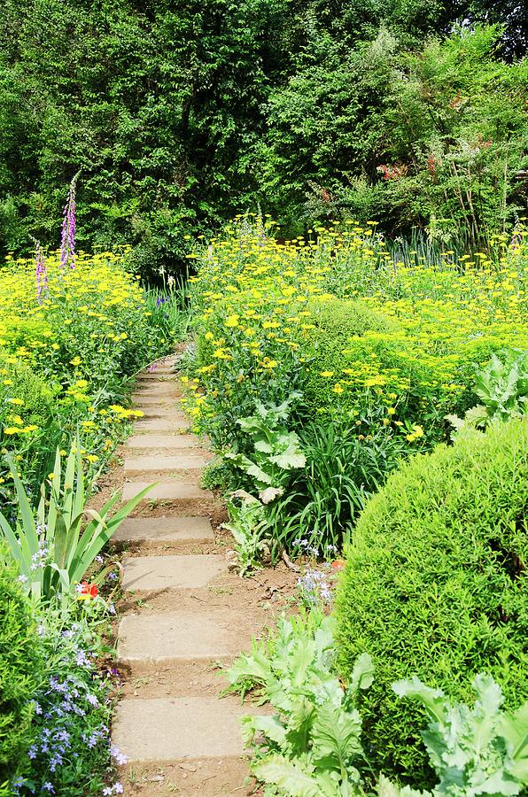 Garden Path Leading Between Borders Of Yellow Summer Flowers Photograph by Great Stock!