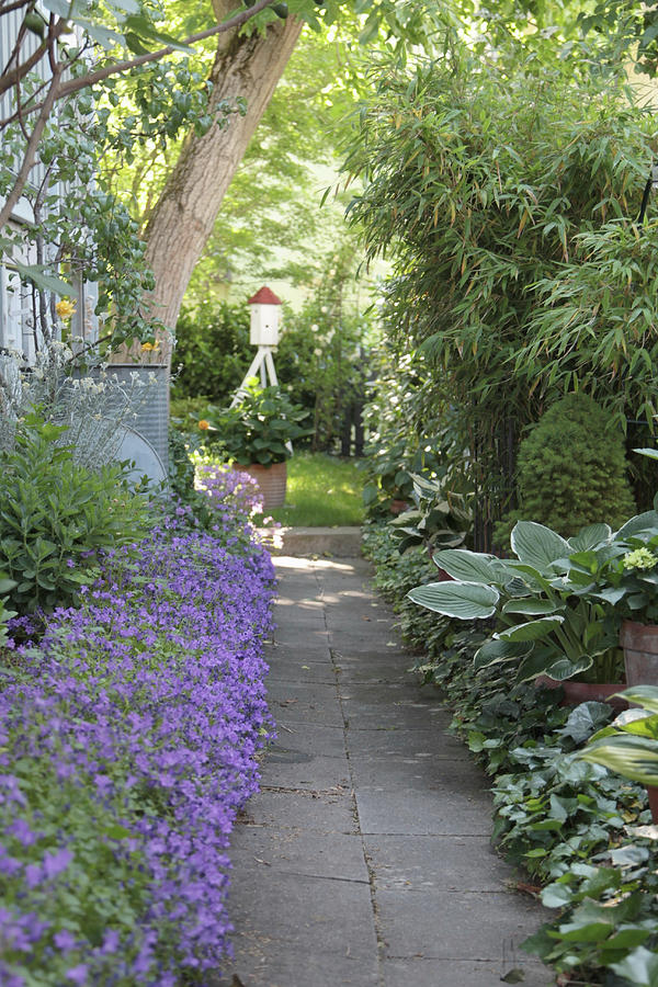 Garden Path Lined With Campanula, Hostas, Bamboo And Ivy Photograph by Sonja Zelano