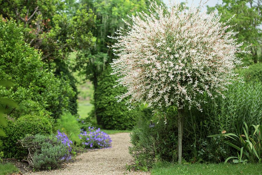 Garden Path Lined With Trees And Bushes Photograph by Carine Lutt ...