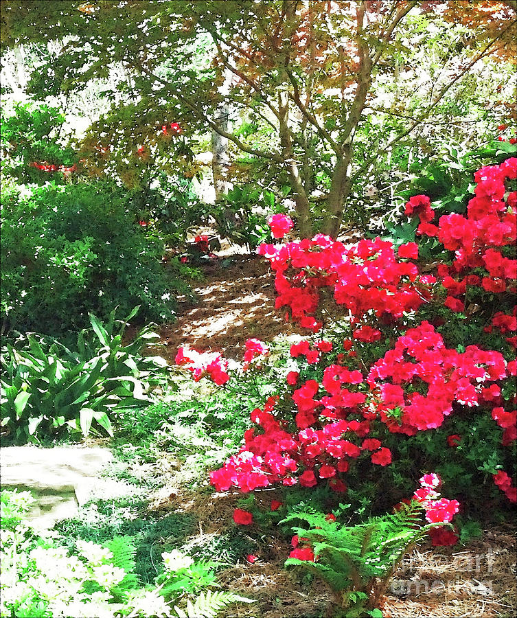 Garden Path with Azaleas 300 Painting by Sharon Williams Eng