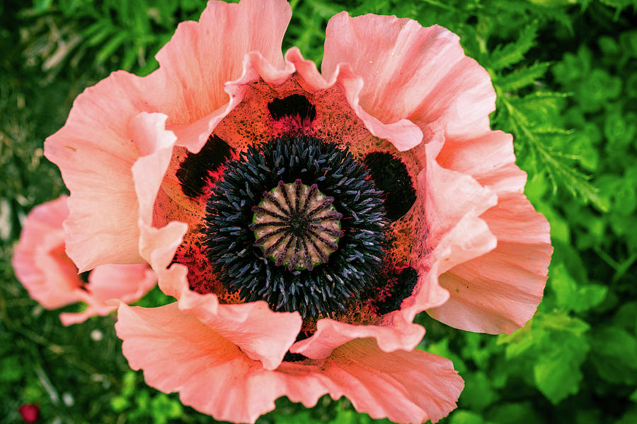 Flower Photograph - Garden Poppy 4 by Robert Alsop