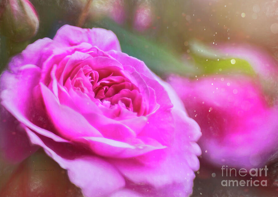 Nature Digital Art - Garden Rose by Jean OKeeffe Macro Abundance Art