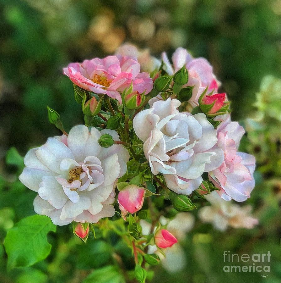 Garden Roses 3 #1 Photograph by Diana Rajala