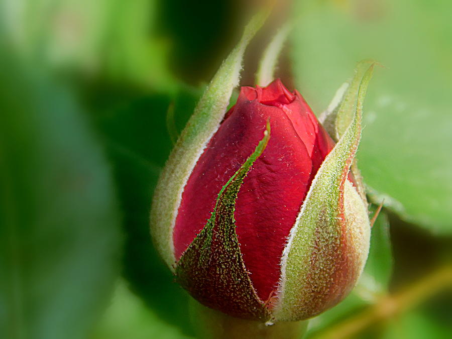 Rose Photograph - Garden Series - I V by Arlane Crump Rose Photograph - Garden Series - I V by Arlane Crump