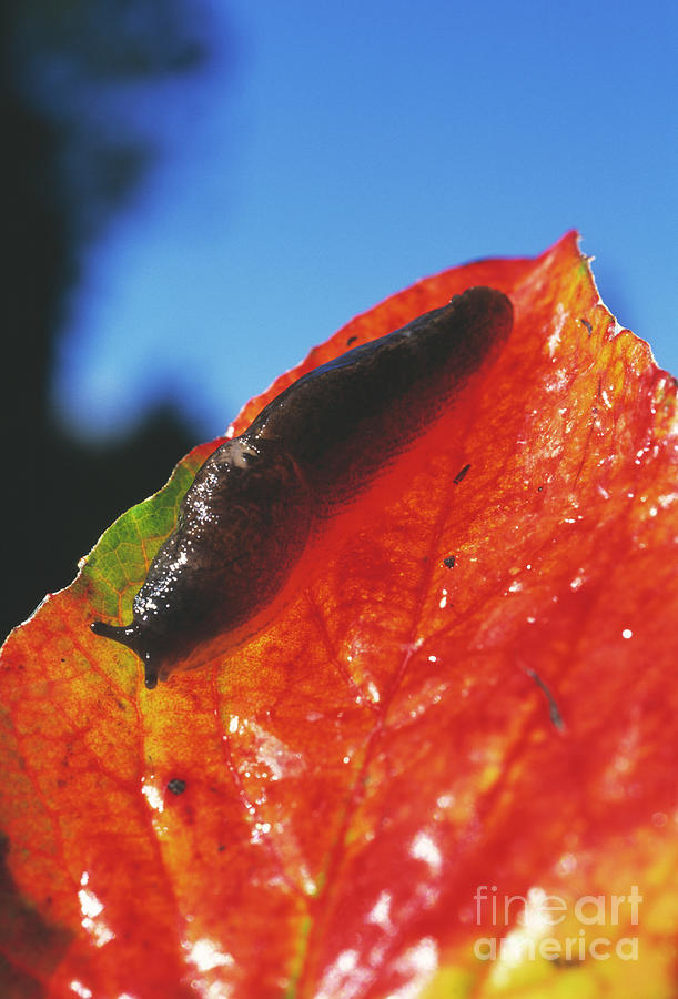Garden Slug Photograph by Dr. John Brackenbury/science Photo Library