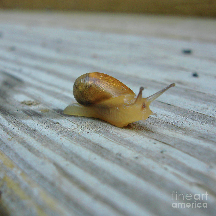 Garden Snail 1 Photograph by Amy E Fraser