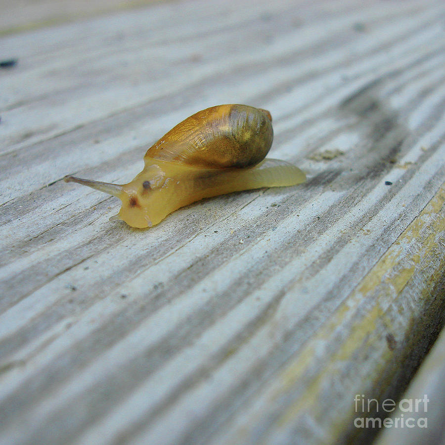 Garden Snail 2 Photograph by Amy E Fraser