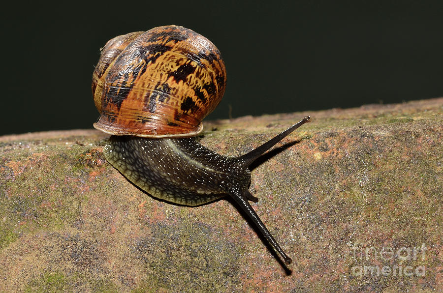 Garden Snail Photograph by Colin Varndell/science Photo Library