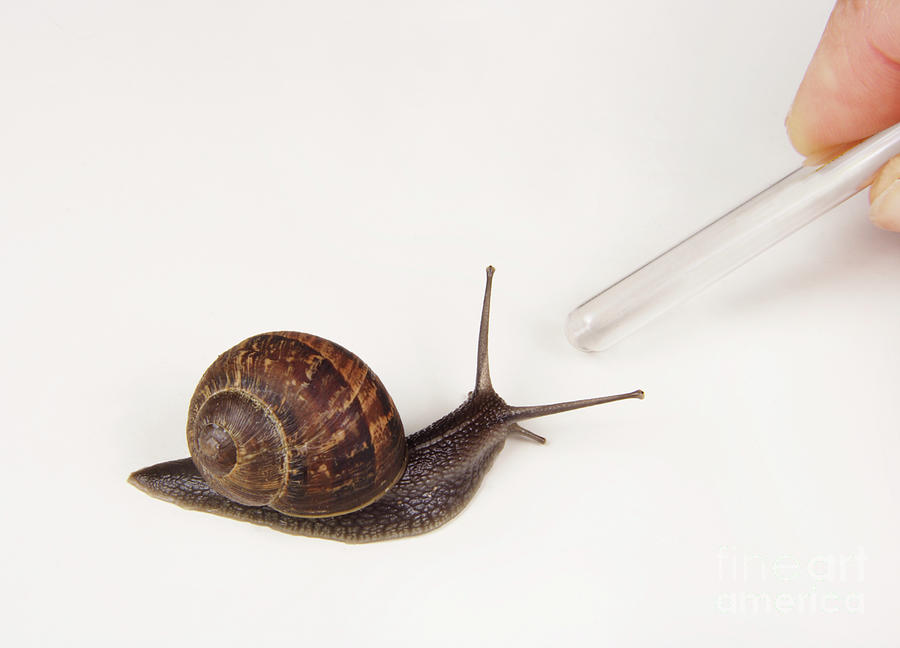 Garden Snail Photograph by Cordelia Molloy/science Photo Library