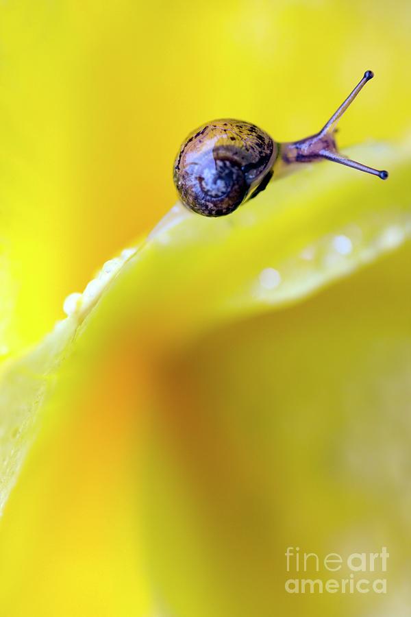 Garden Snail Photograph by Dr Keith Wheeler/science Photo Library
