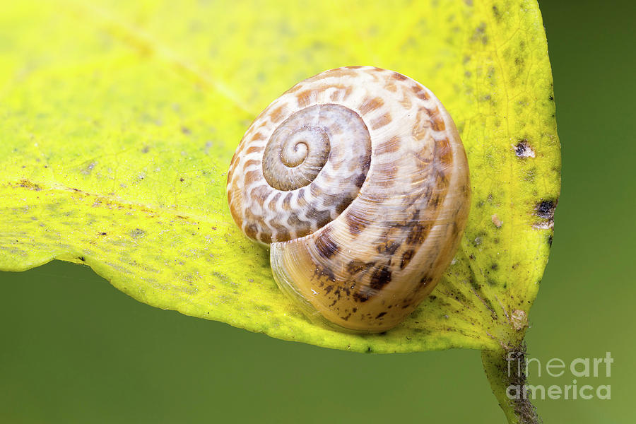 Garden Snail Hibernating Photograph by Ozgur Kerem Bulur/science Photo Library
