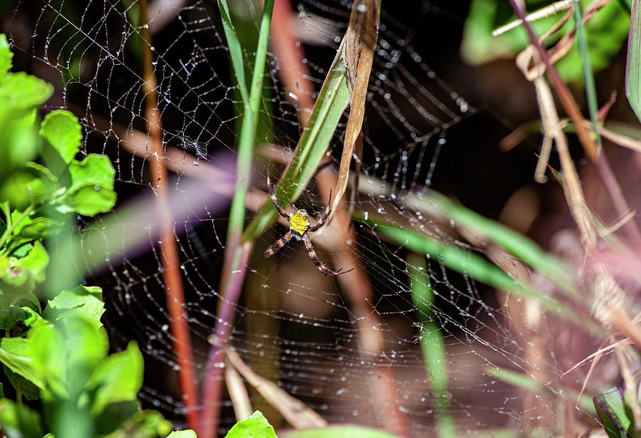 Garden Spider Photograph by Anthony Jones