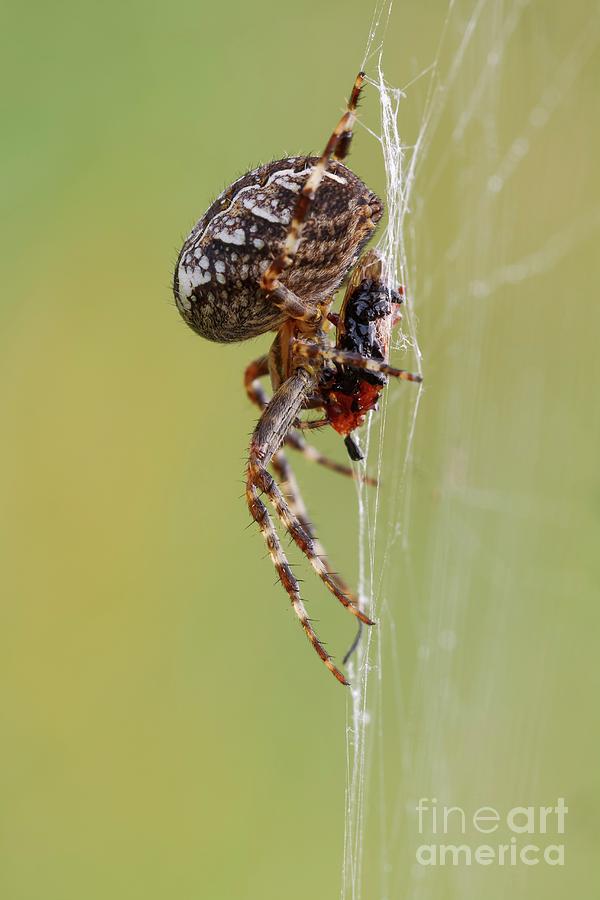 Nature Photograph - Garden Spider by Heath Mcdonald/science Photo Library