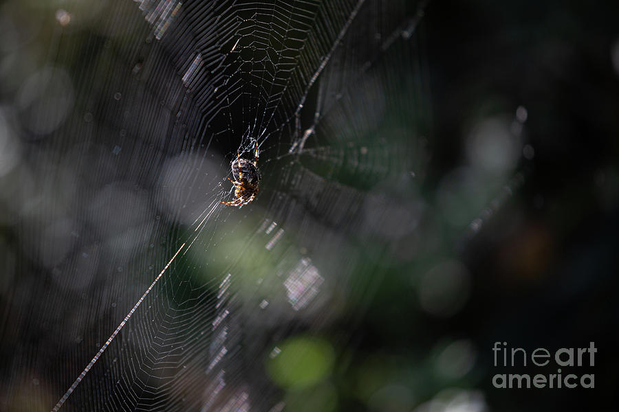 Garden Spider in Web by Brian Roscorla Garden Spider in Web by Brian Roscorla