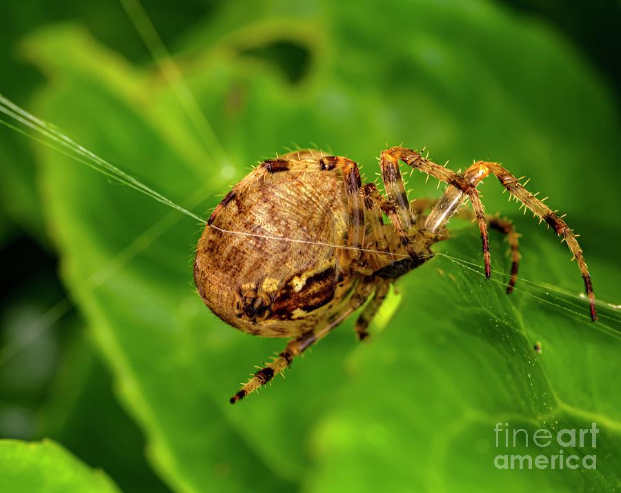 Garden Spider On Spider Silk Photograph by Ian Gowland/science Photo Library