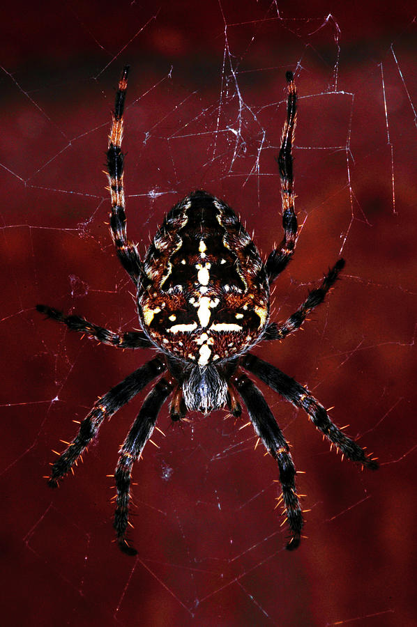 Spider Photograph - Garden Spider by Stephen Walton