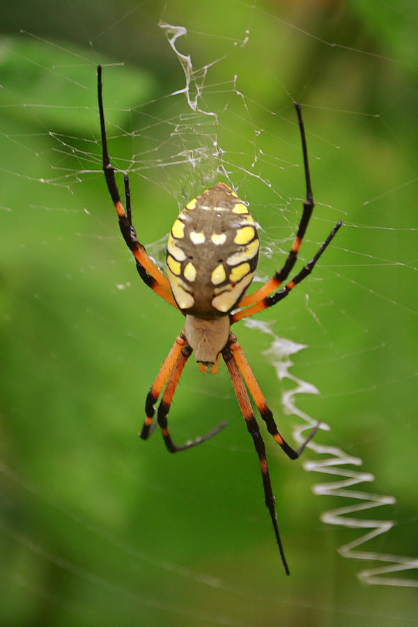 Garden Spider Weaver Photograph by Gaby Ethington - Fine Art America