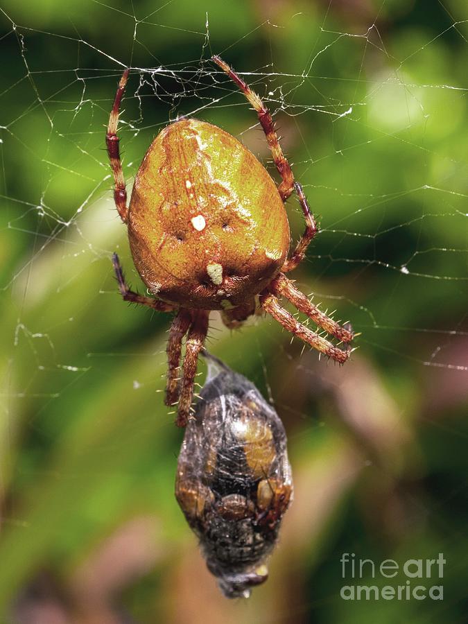 Garden Spider Wrapping Prey In Silk Photograph by Ian Gowland/science Photo Library