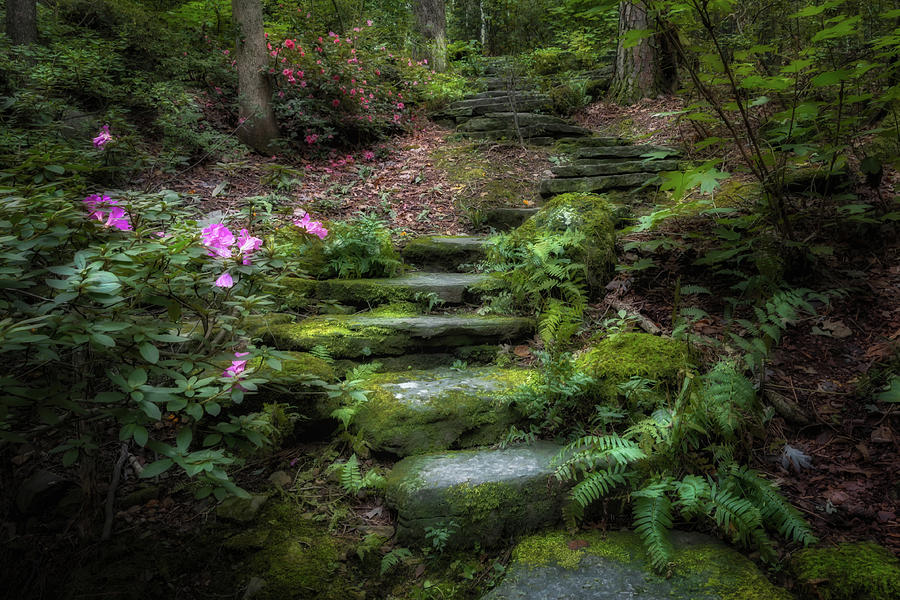 Garden Steps Photograph by James Barber