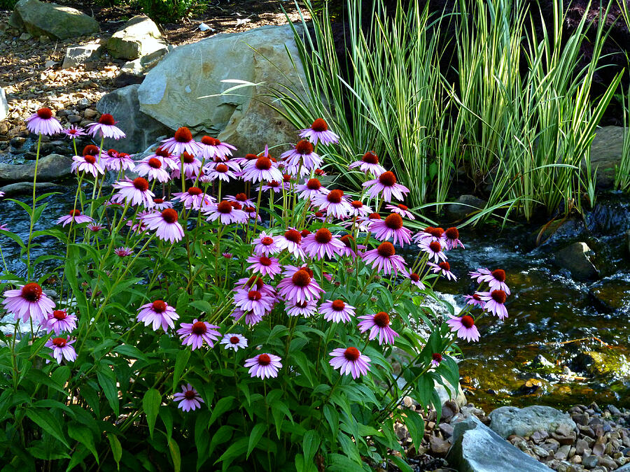 Garden Stream with Purple Coneflowers Photograph by Mike McBrayer