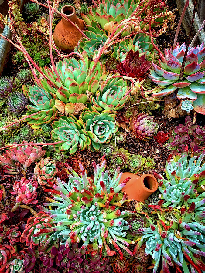 Garden Succulents Photograph by Garry Gay