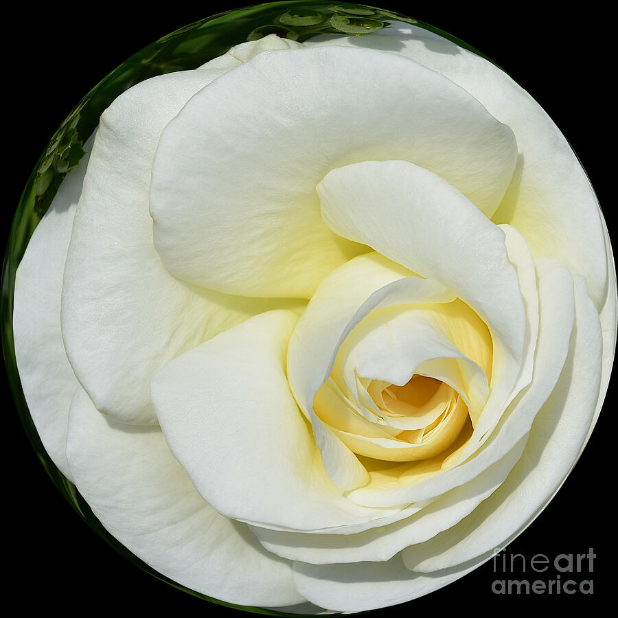 Garden Tea Rose Photograph by Yvonne Johnstone
