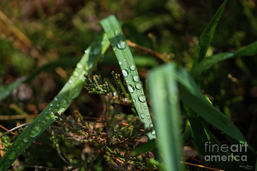 Nature Photograph - Garden Textures by Jennifer White