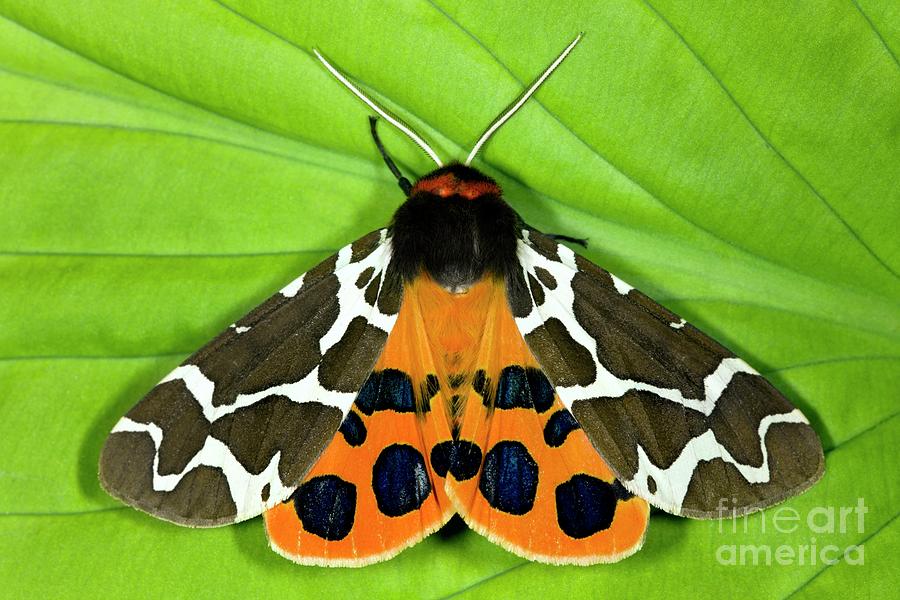 Garden Tiger Moth Photograph by Dr Keith Wheeler/science Photo Library
