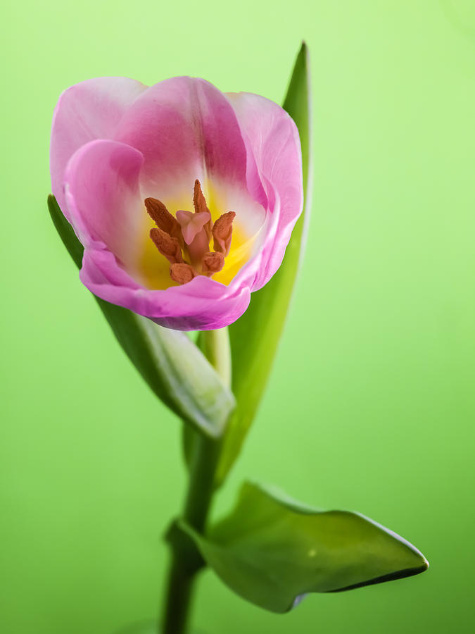 Garden Tulip Photograph by Jlloydphoto
