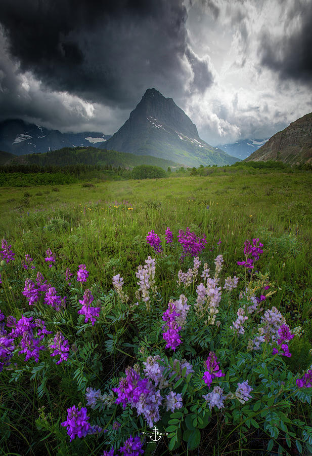Garden Valley / Many Glacier, Glacier National Park by Nicholas Parker Garden Valley / Many Glacier, Glacier National Park by Nicholas Parker