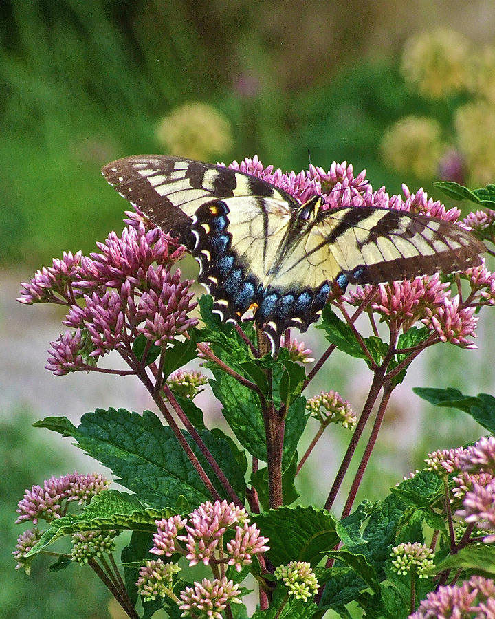 Garden Visit Tiger Swallowtail by Janis Nussbaum Senungetuk Garden Visit Tiger Swallowtail by Janis Nussbaum Senungetuk