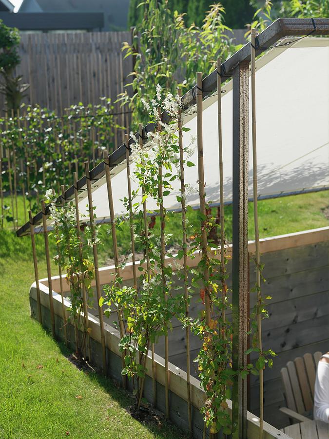 Garden With Sunken Terrace Below Awning On Wooden Frame With Climbing Plants On Canes To One Side Photograph by Peter Carlsson